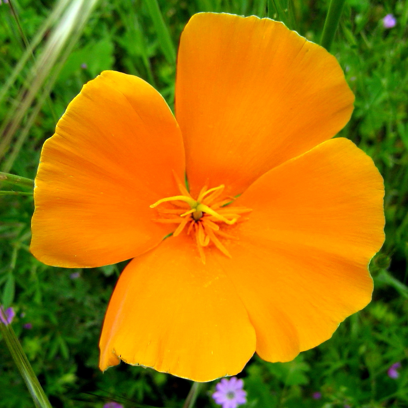 California Poppy