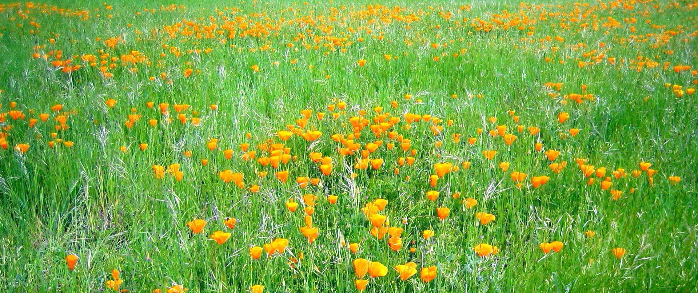 Field of Orange Flowers