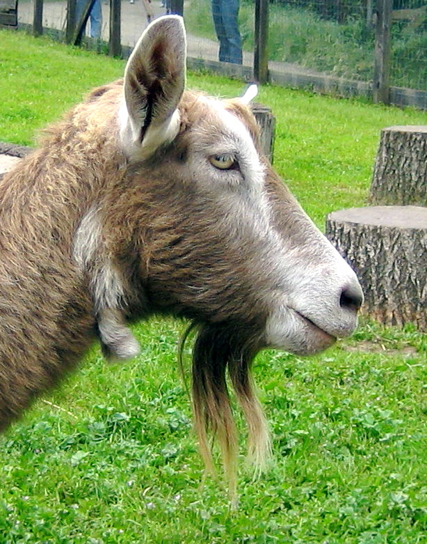 Goat Profile